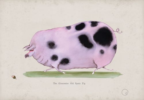Gloucester Old Spots, fun heritage pig art print by Tony Fernandes